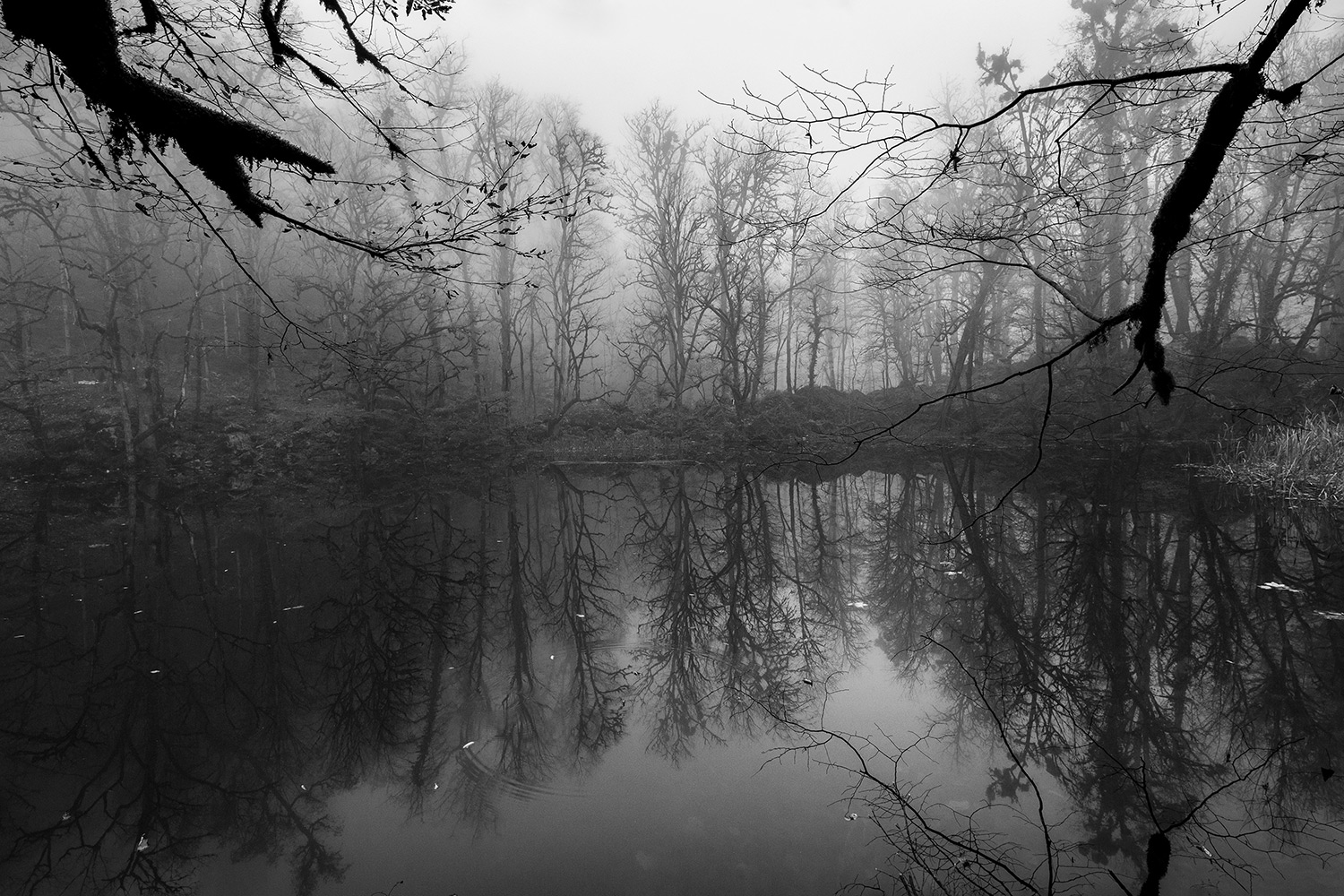 Swamp reflection