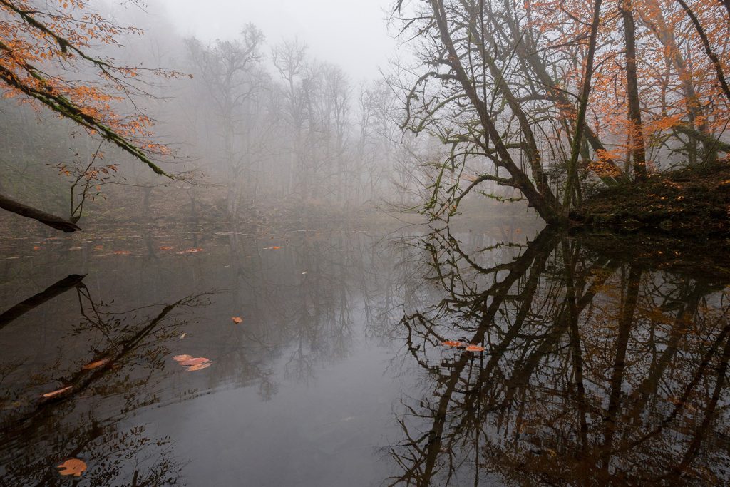 The swamp is foggy