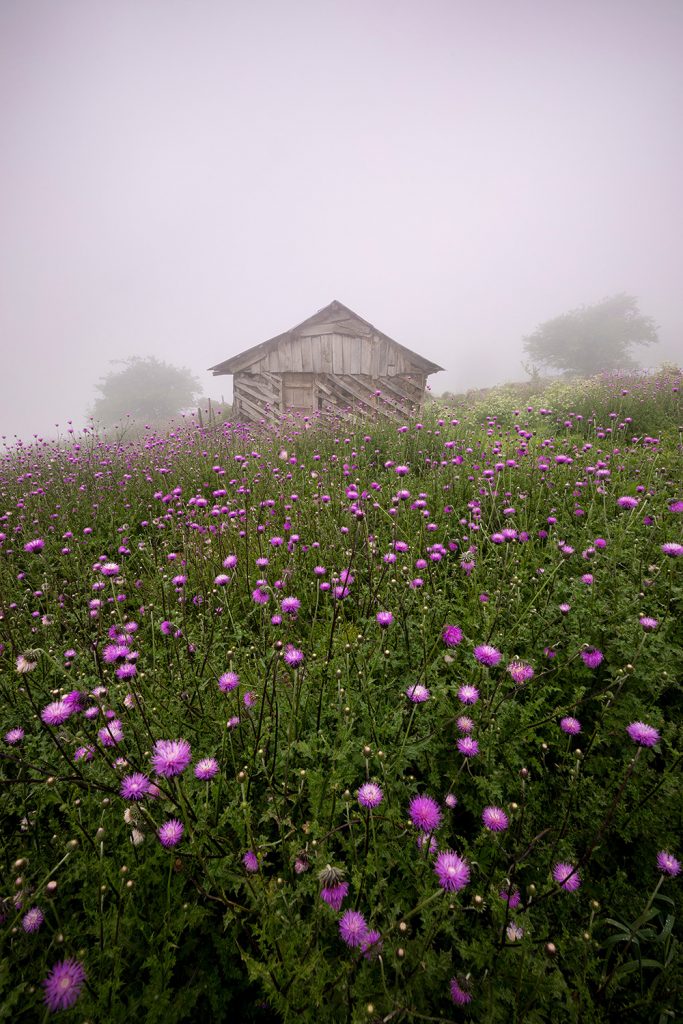 Cottage