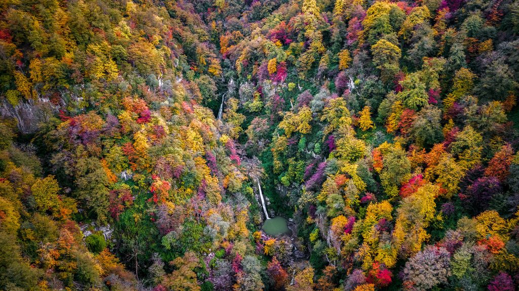 Forest of a thousand colors