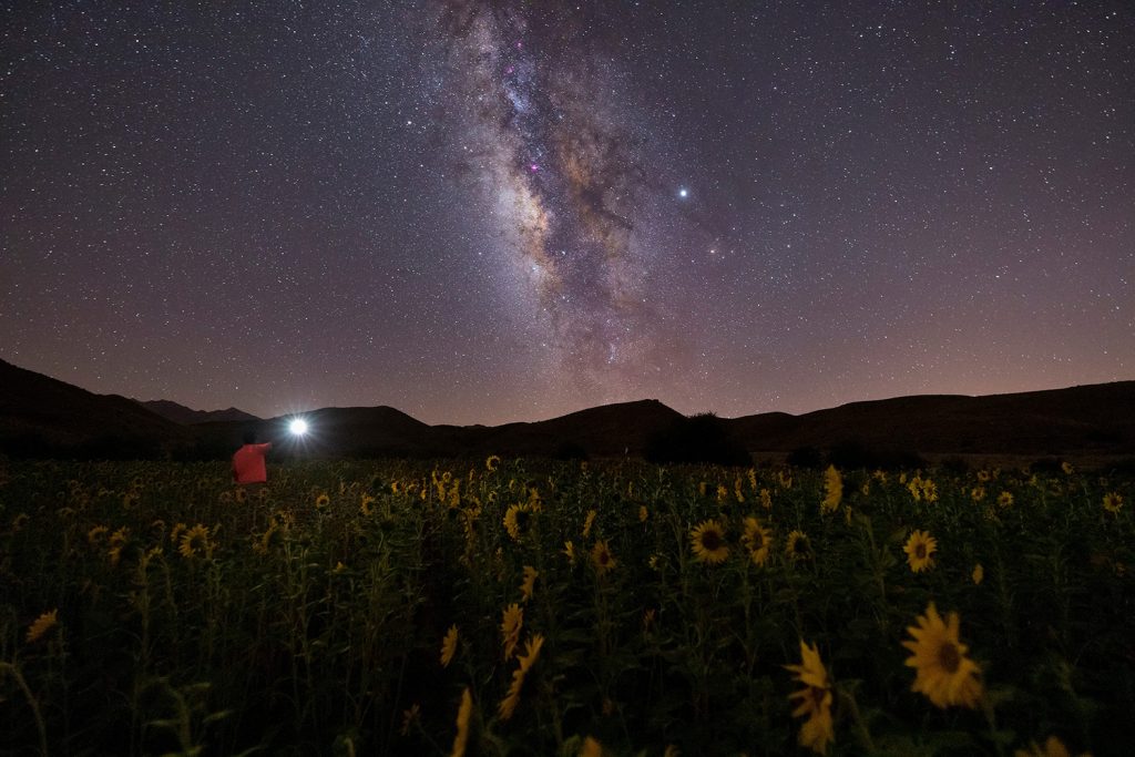 Sunflower farm under the starry sky