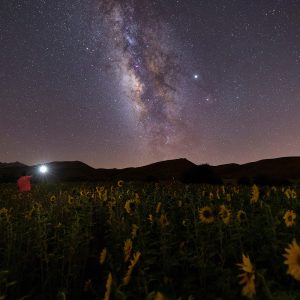 Sunflower farm under the starry sky