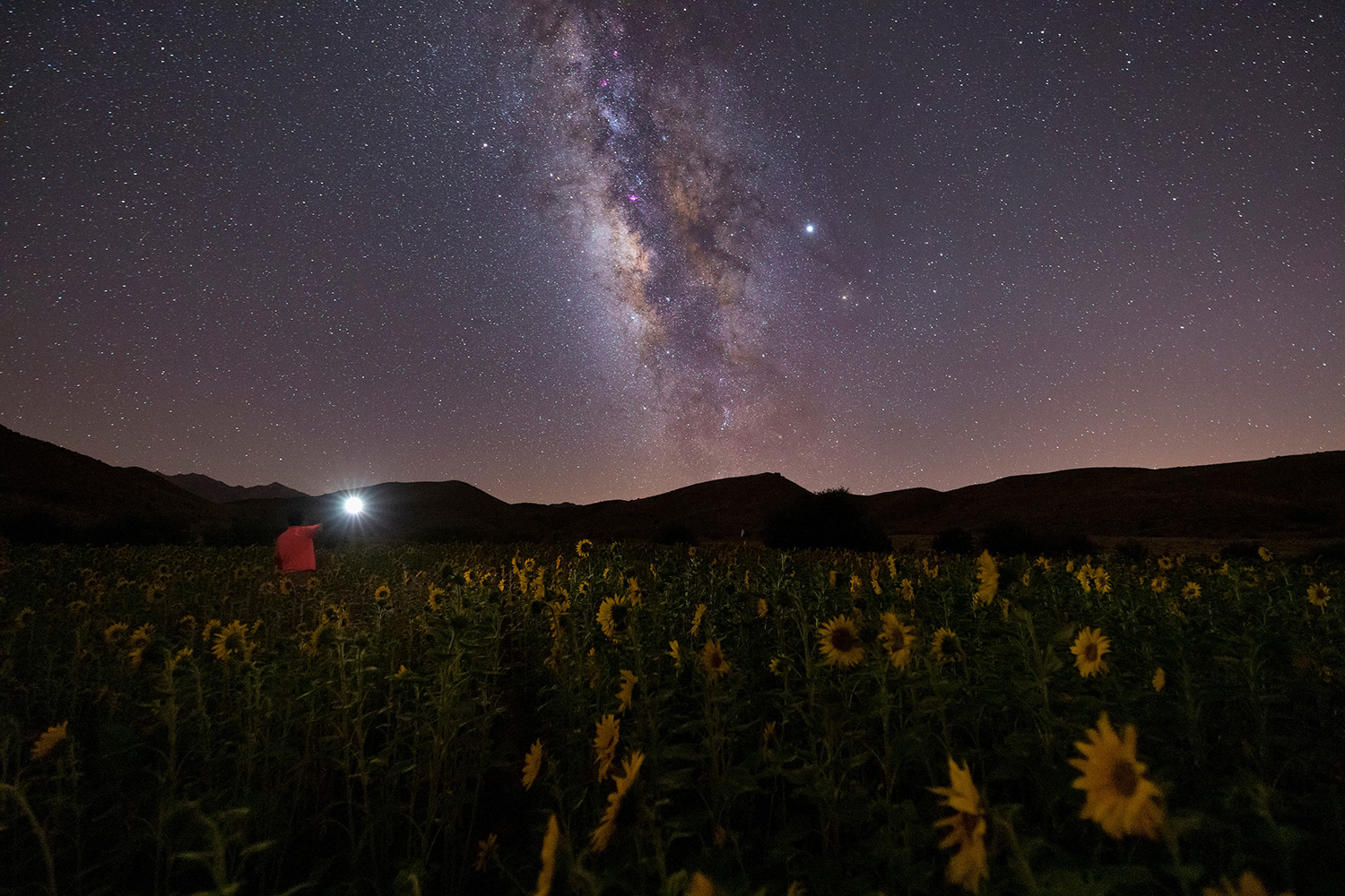 Sunflower farm under the starry sky