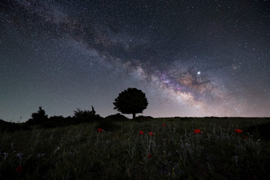 A single tree under the sky