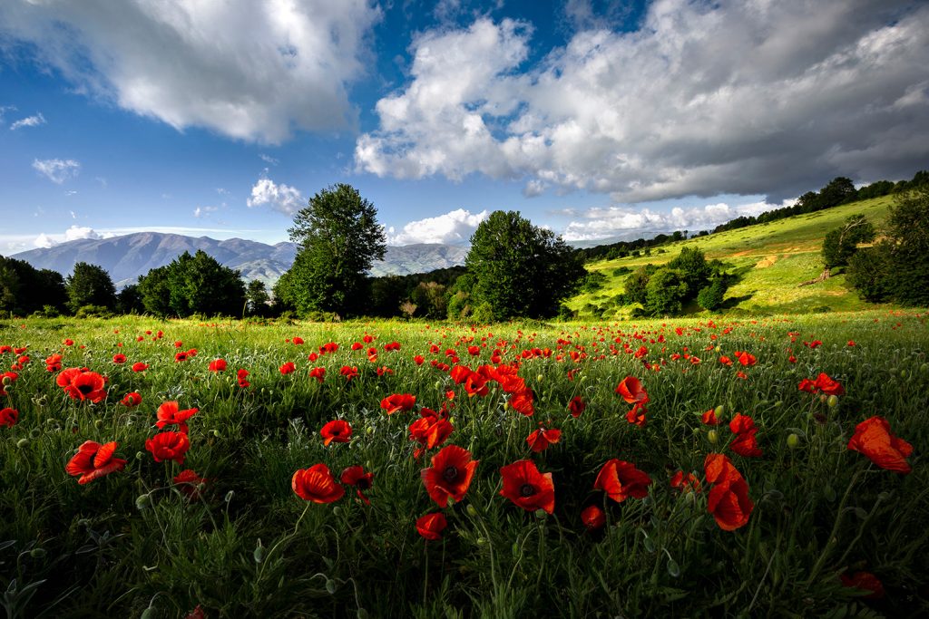 Poppy flower