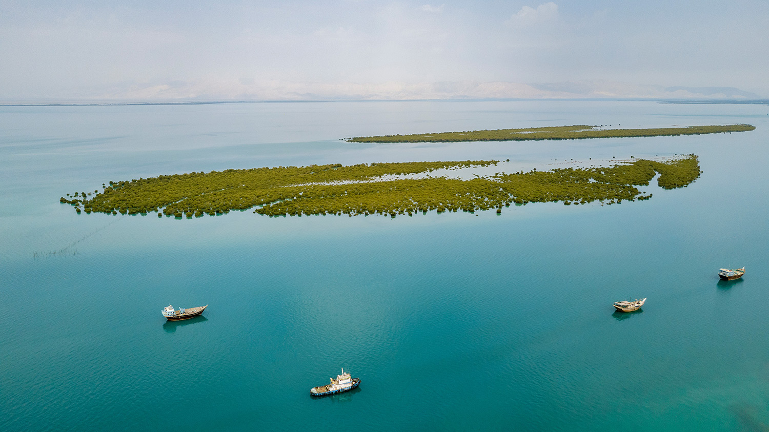 Forest at sea level