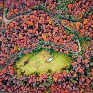 Damage to the forest