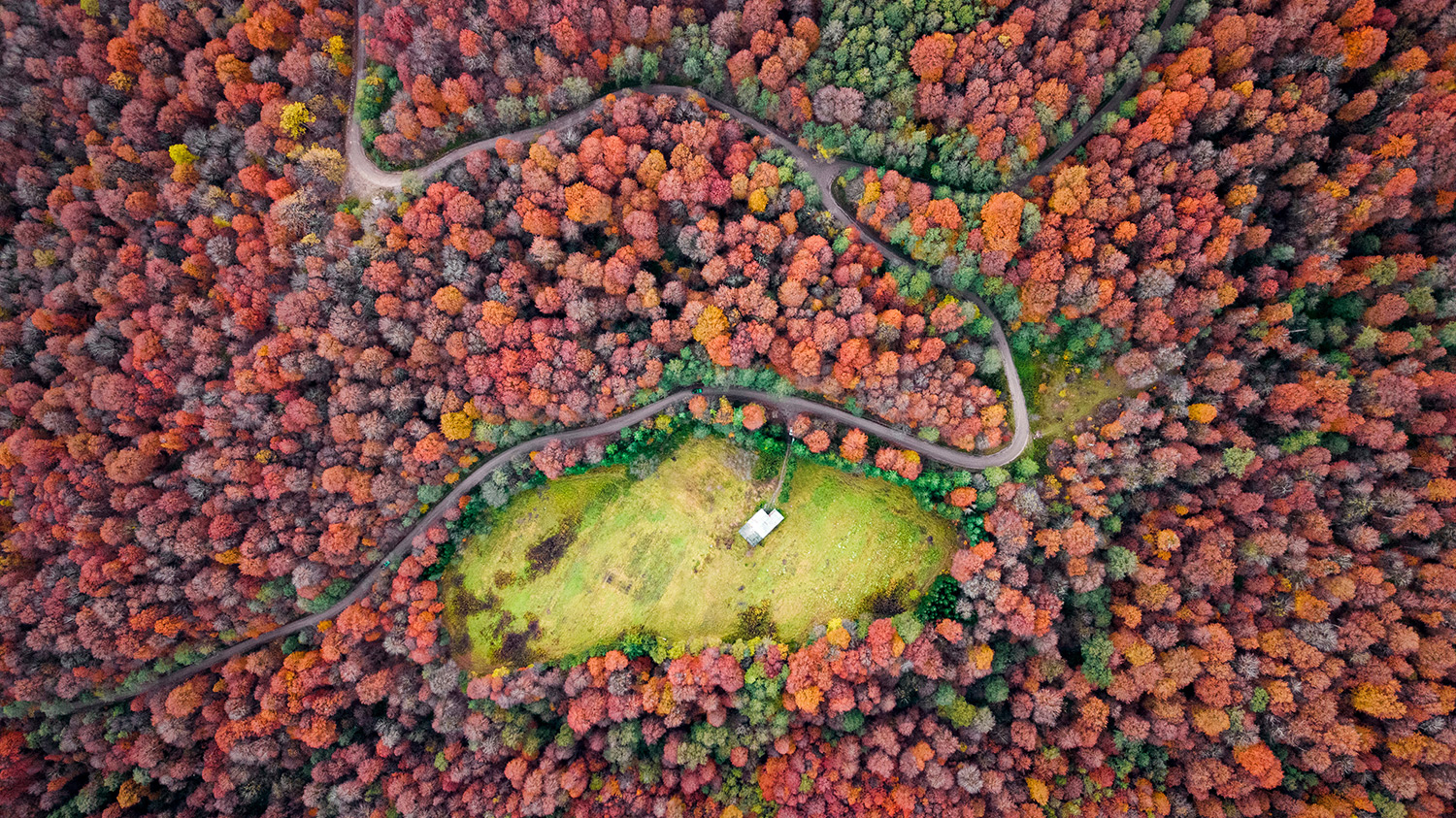 Damage to the forest