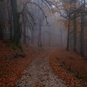 Forest path
