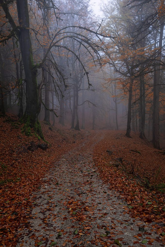 Forest path