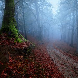 Forest of a thousand colors