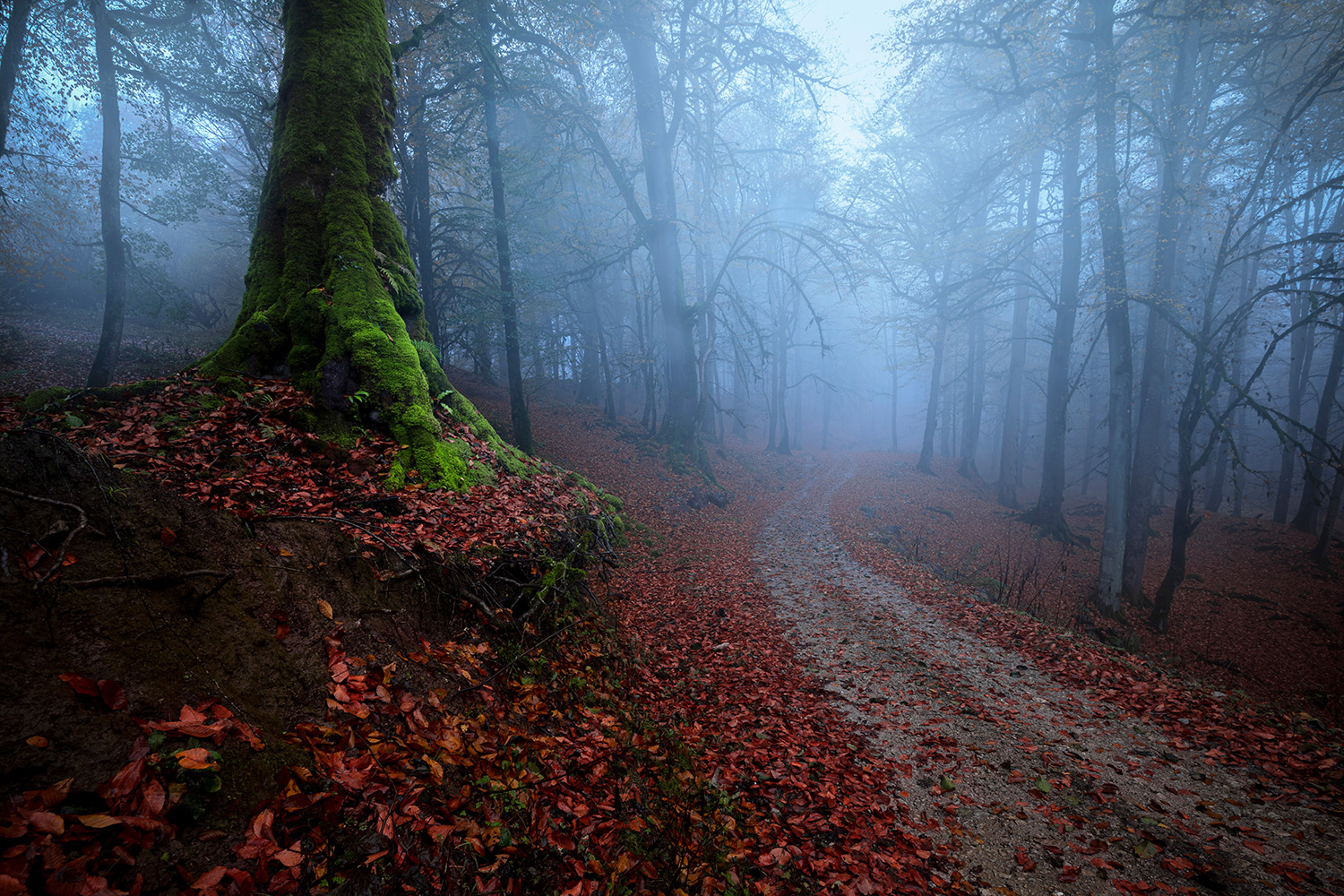 Forest of a thousand colors