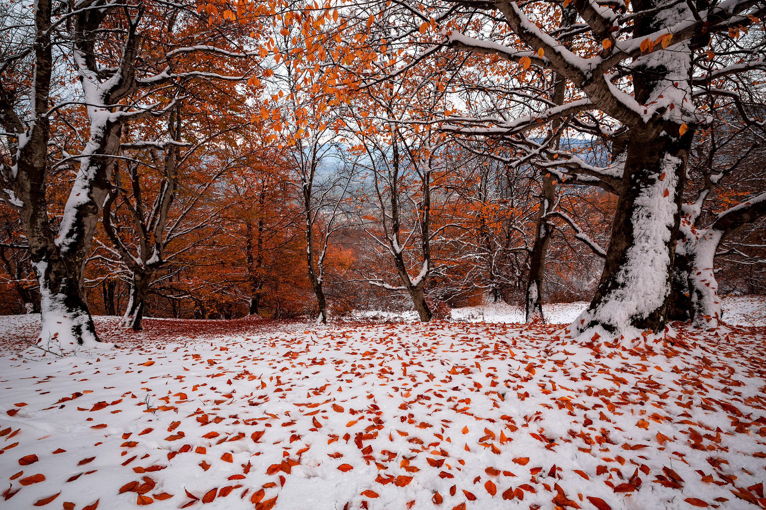 Autumn snow