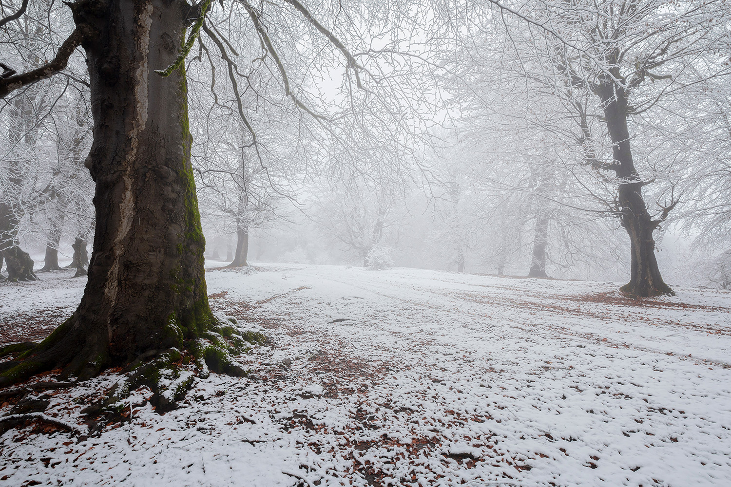 White-clad forest