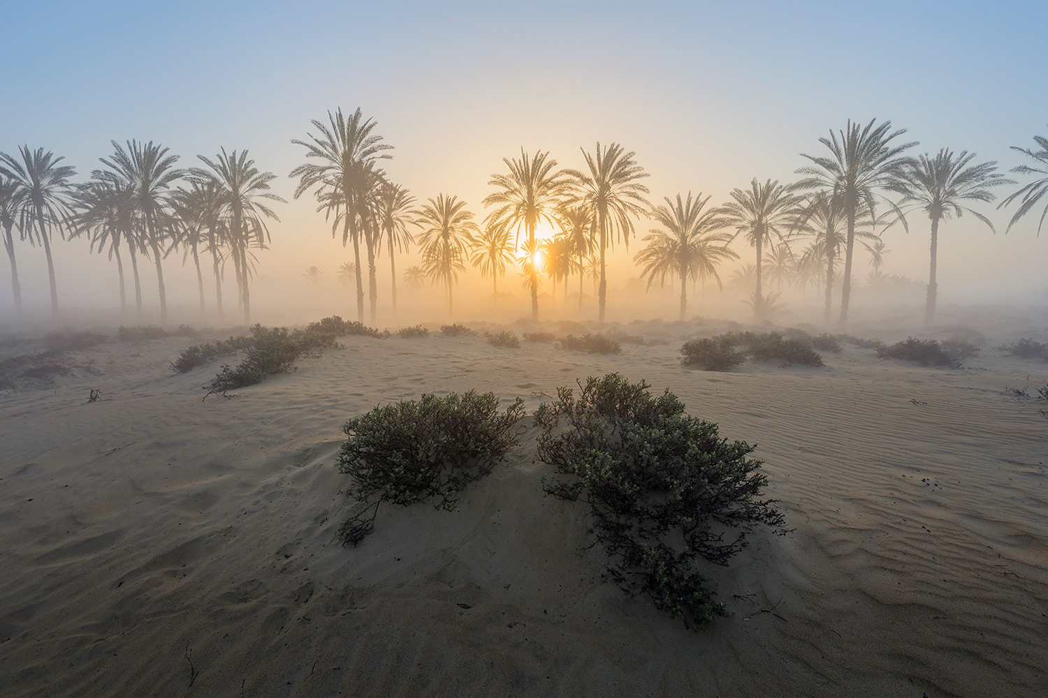 Foggy sunrise