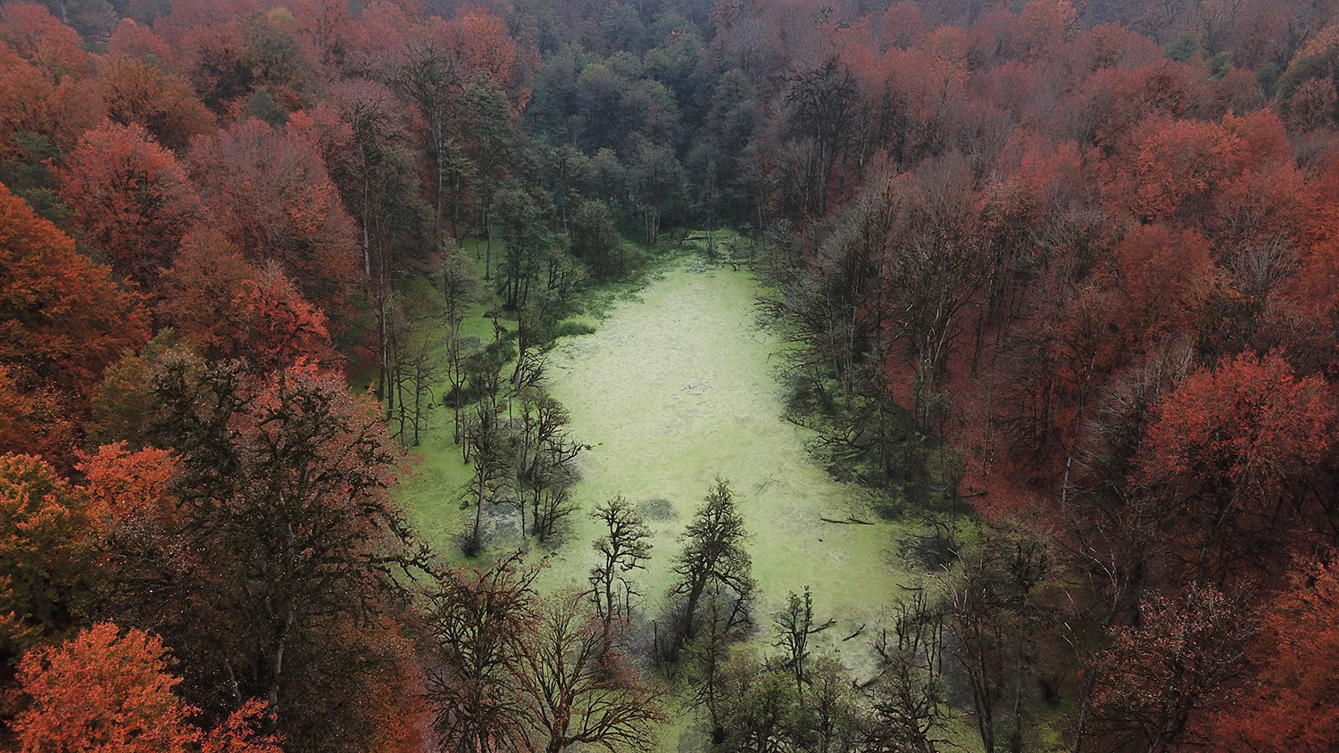 Colorful swamp