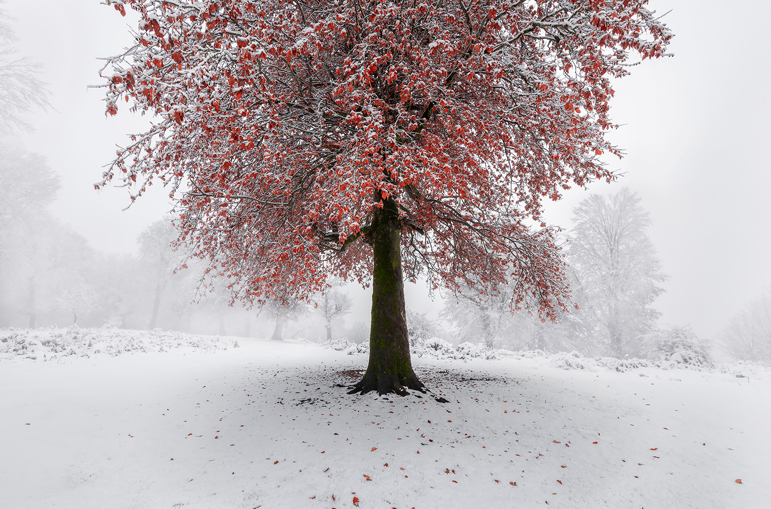 Snowy autumn