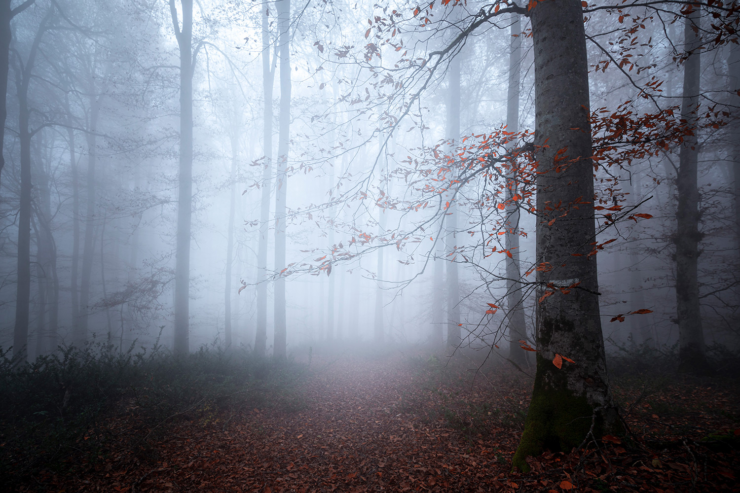 Tree in the fog