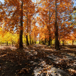 beautiful autumn