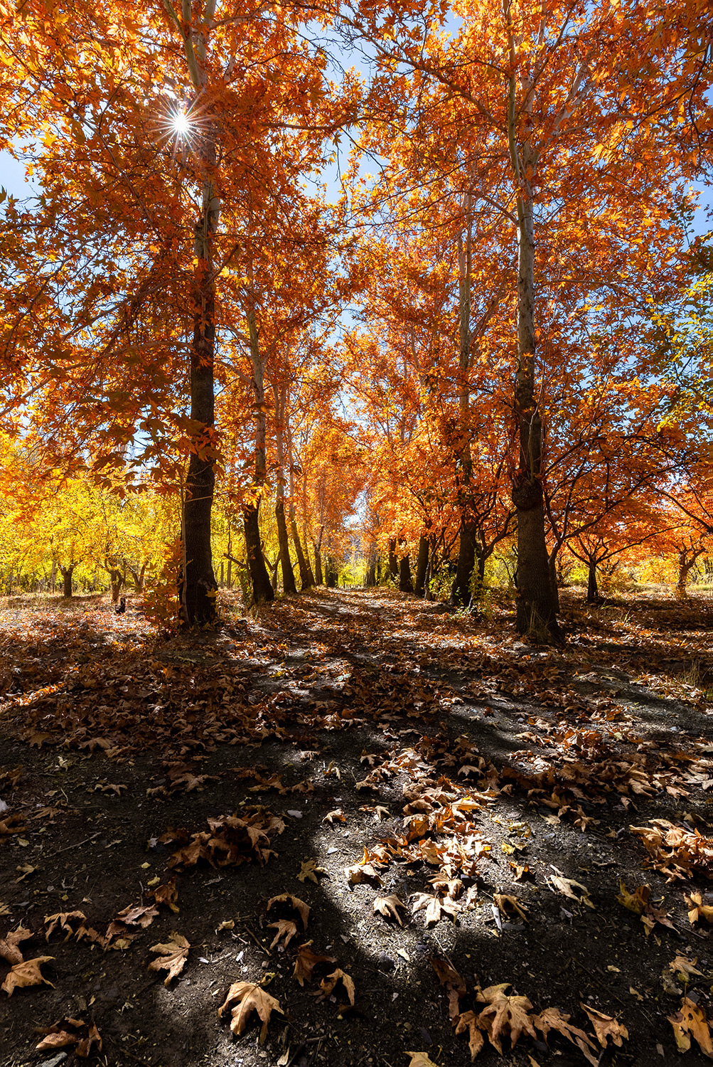 beautiful autumn