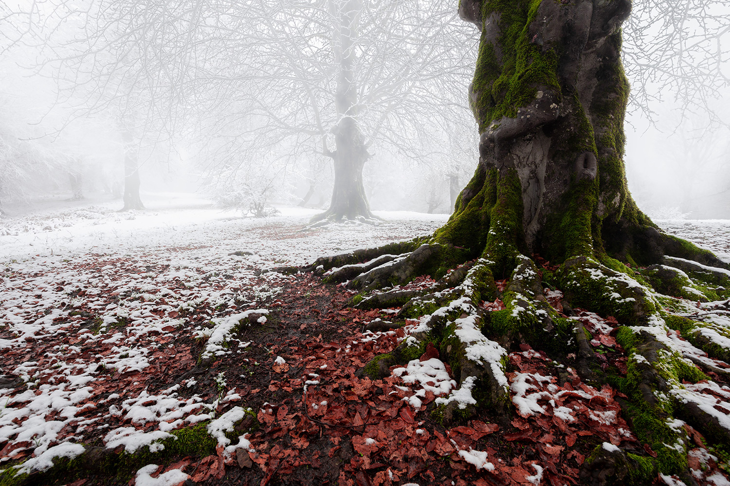 A single tree in the fog