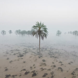 Morning fog