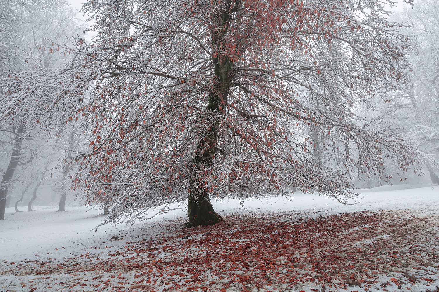 Autumn snow