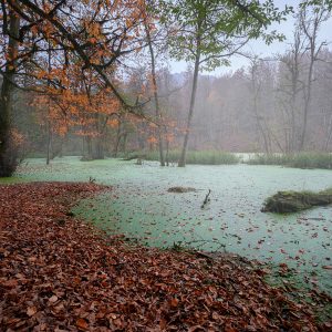 Swamp