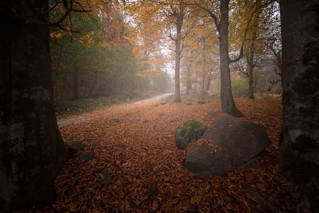 Autumn Gate