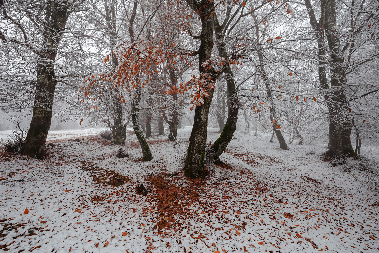 Autumn colors