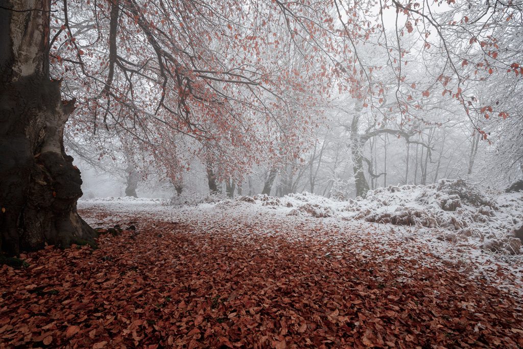 snowy autumn