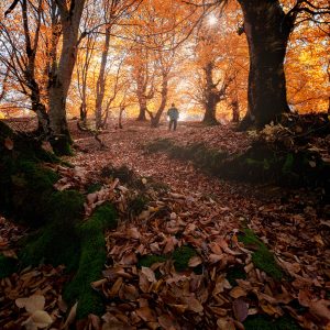 The miracle of autumn