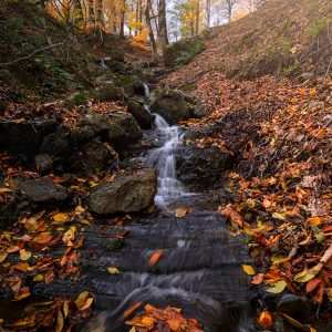 Multi-colored autumn