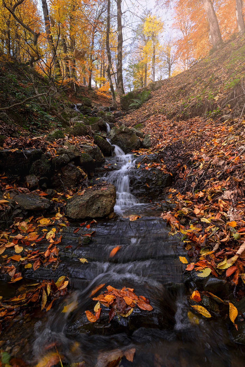 Multi-colored autumn