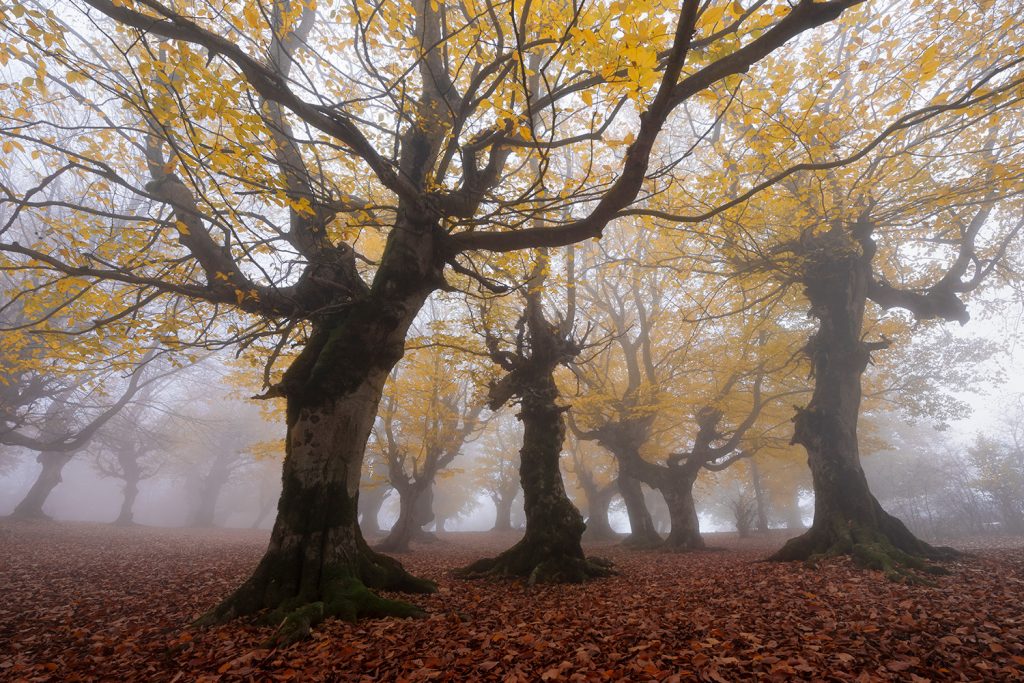 oak trees