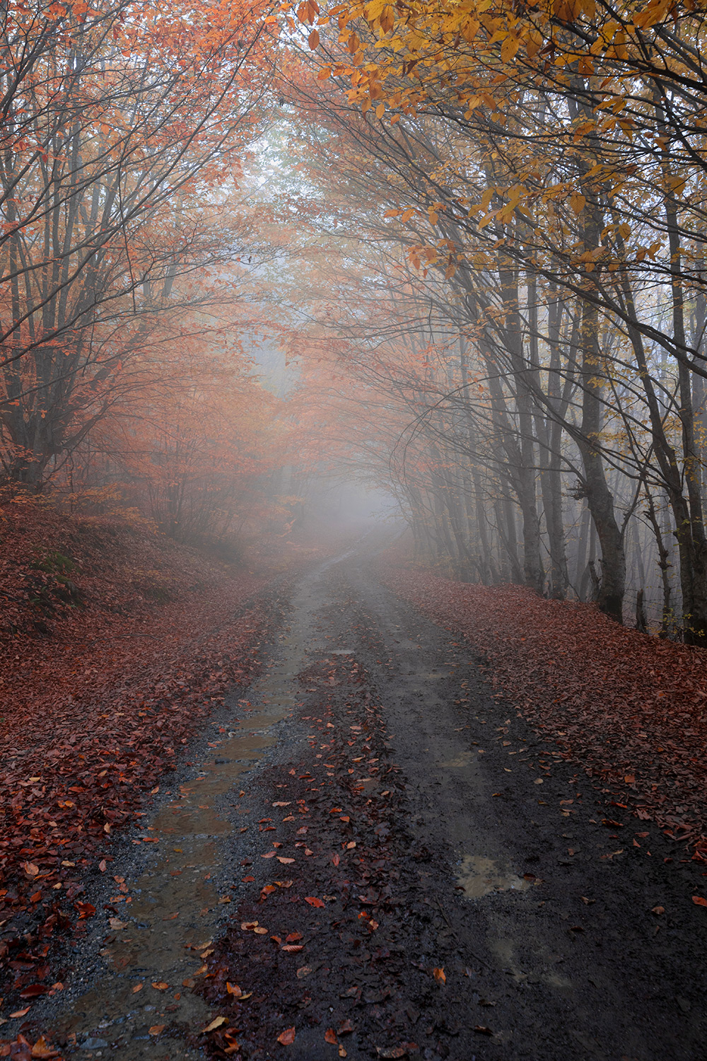 Autumn tunnel