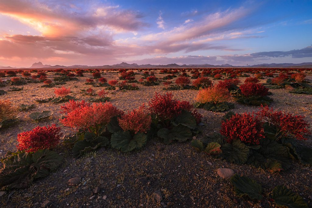 rhubarb plain