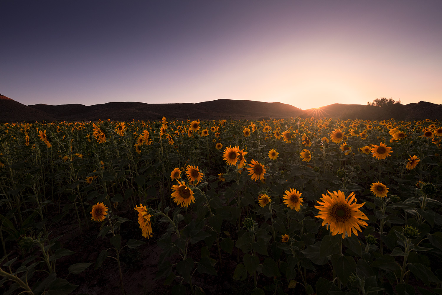 sunflower