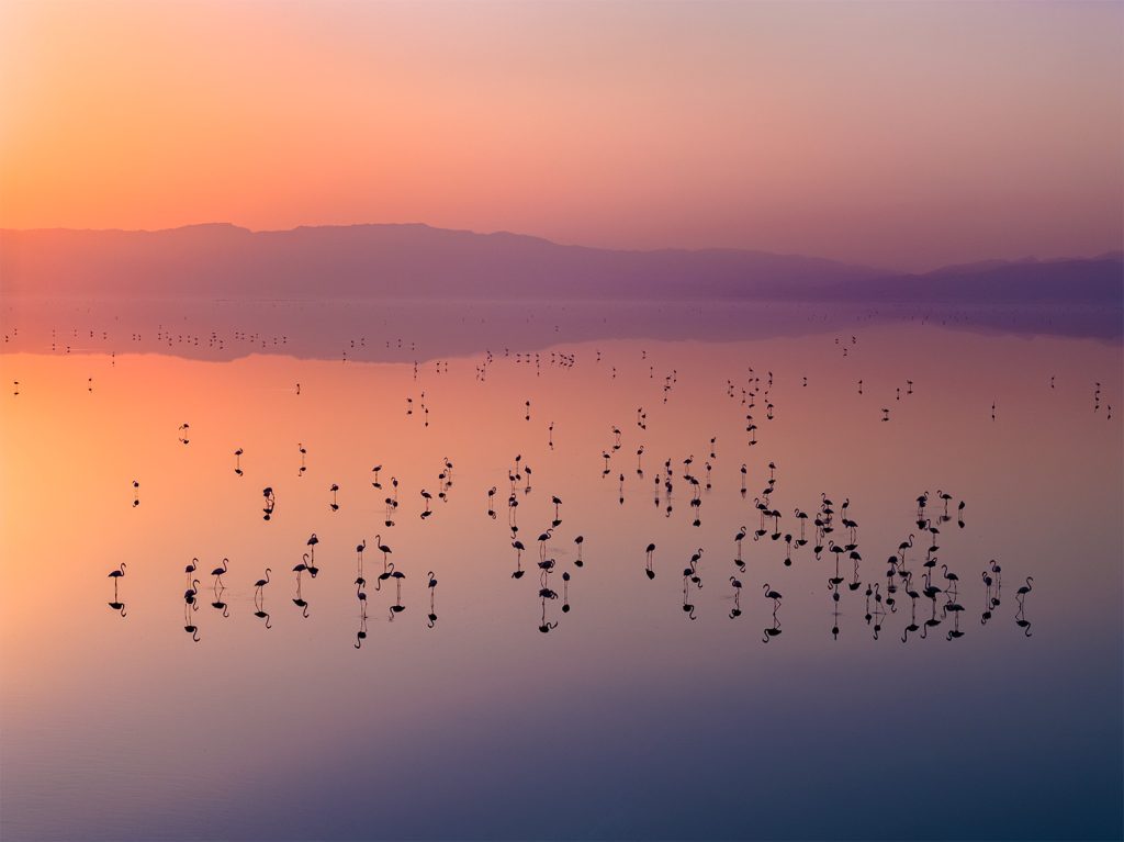 Sunrise with flamingos