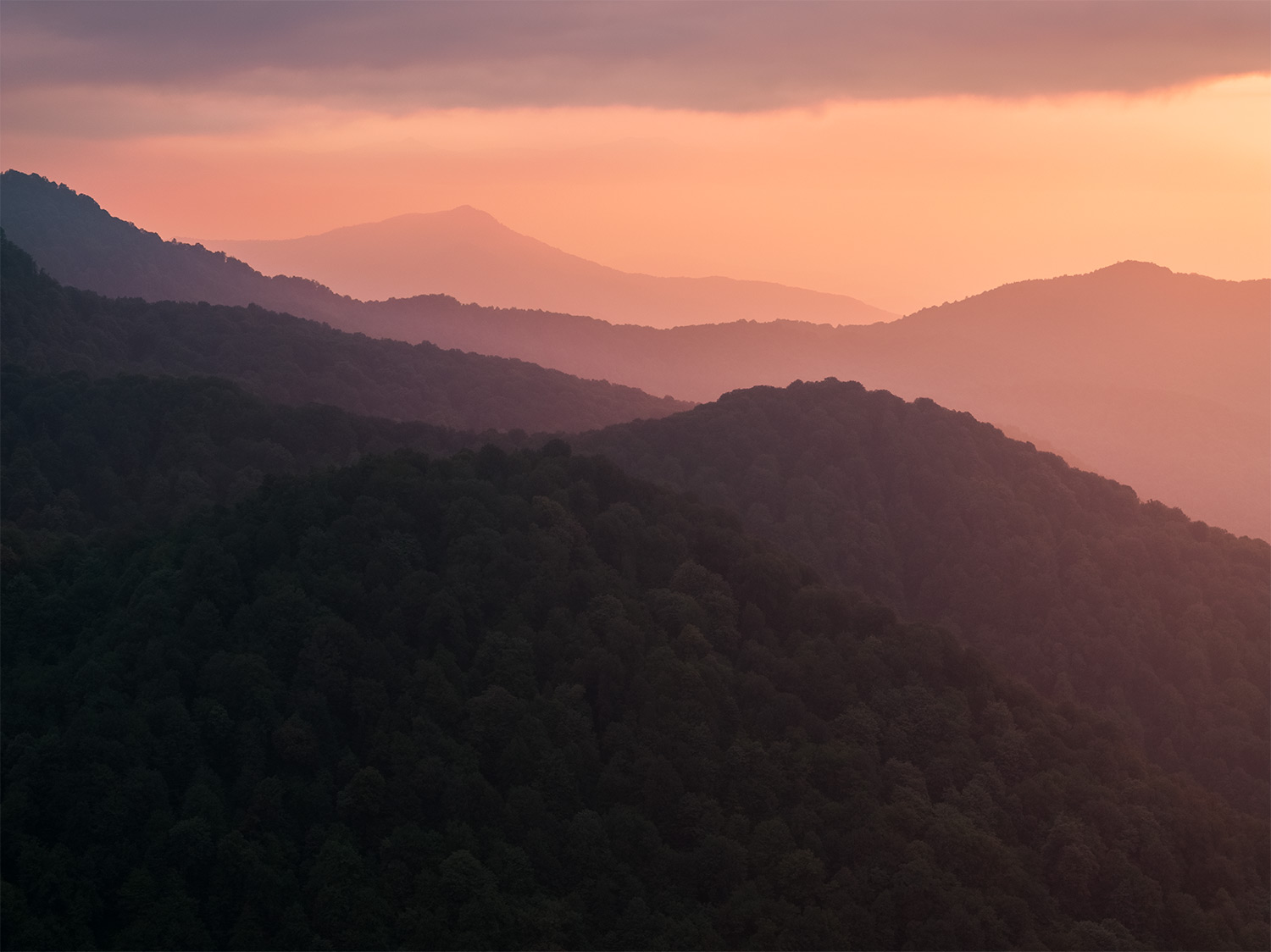 Forest sunset