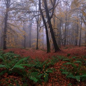 colorful autumn