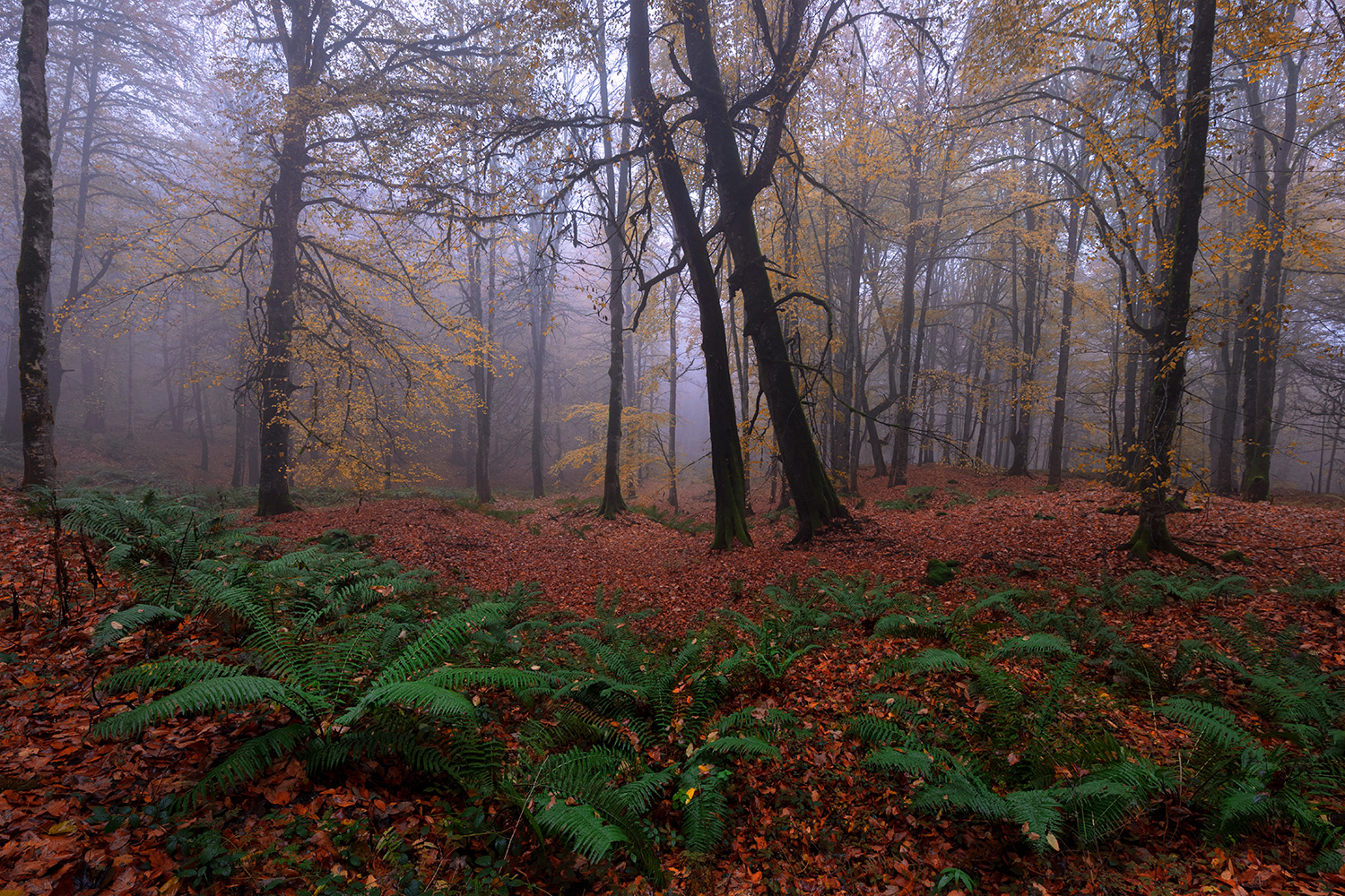 colorful autumn