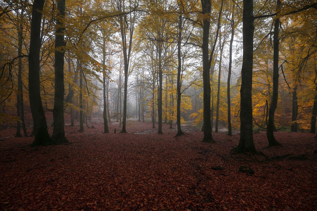 Rain in the forest