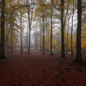 Rain in the forest
