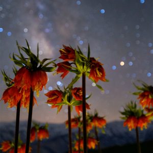 tulip
