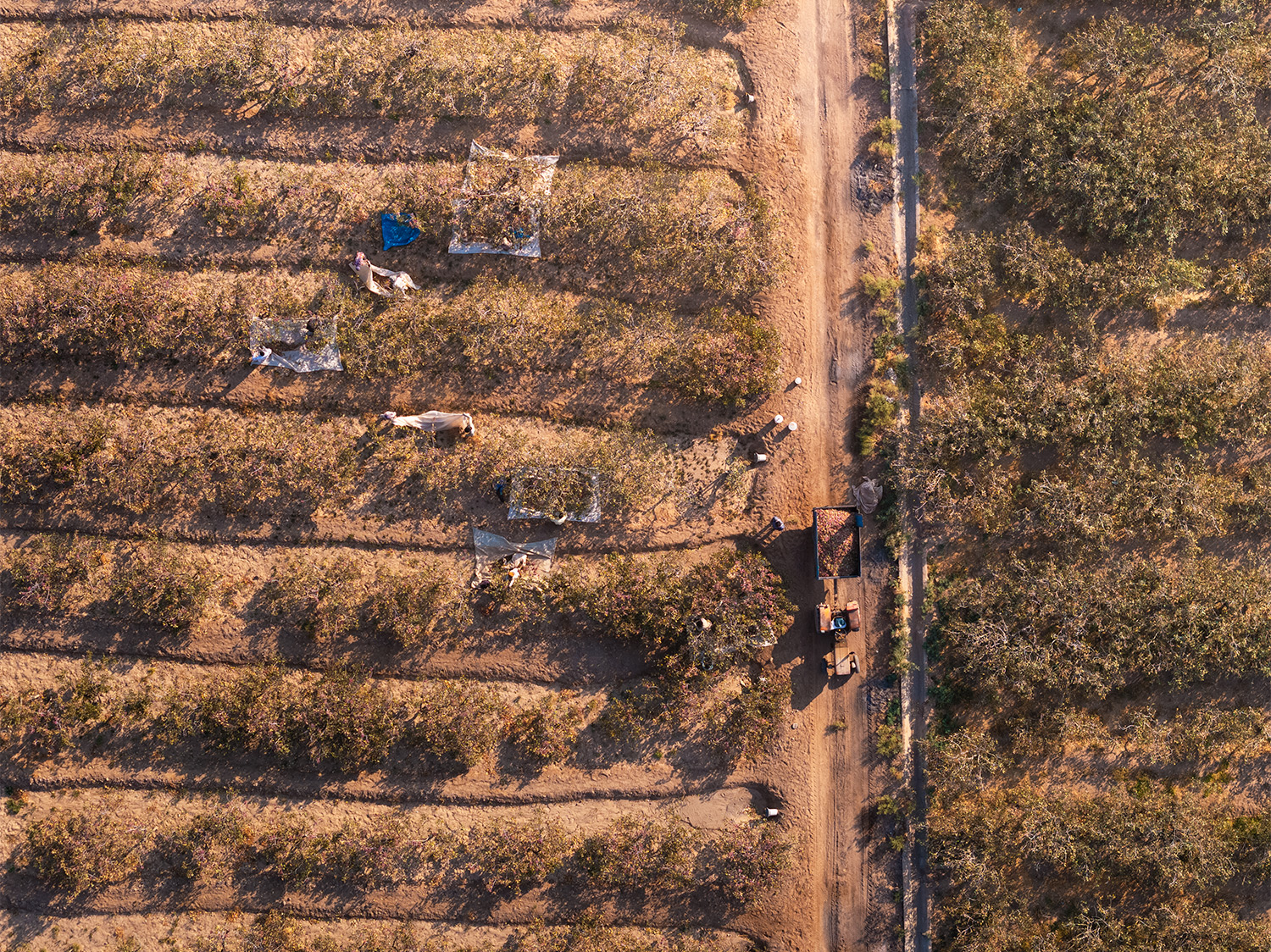 Pistachio harvest