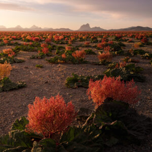 Rivas Plain