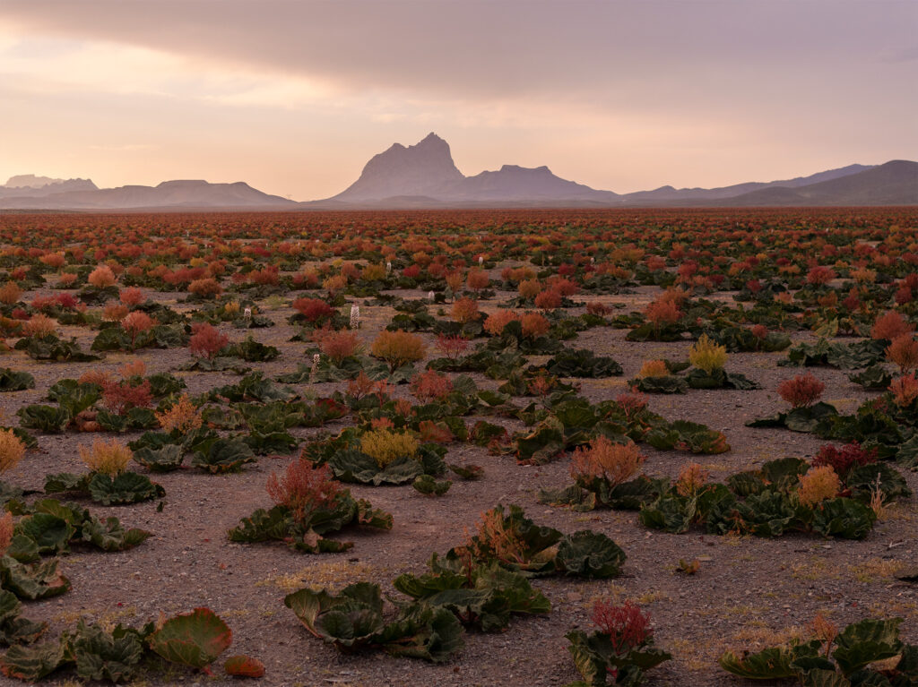 Rivas Plain
