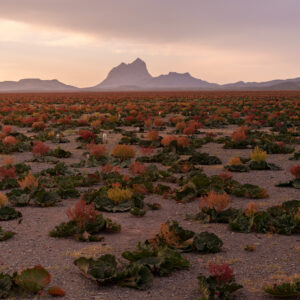 Rivas Plain