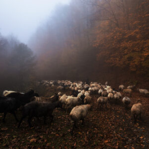 grazing